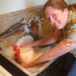 Our giant hen 'Twirp' we had a few years ago. She had a lot of pasty butt so occasionally she got a bubble bath with an organic soap.