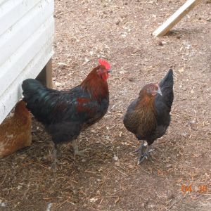 Elvis the rooster, & Mildred - My 2 Black Copper Marans