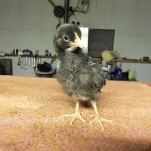 Barred Rock pullet at about two weeks old.