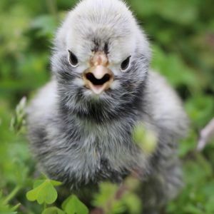 Photo of one of our Polish Chicks