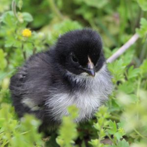 Black Jersey Giant chick