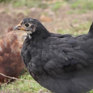 Teenage Black Jersey Giant