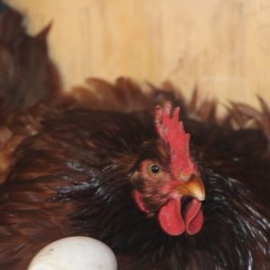 Broody Rhode Island Red