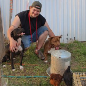 My husband with two of our dogs. The black dog is a former fighting dog and the red dog is a kill shelter rescue.  Both are great with our birds and are their protectors. We began reconditioning them to be with our flock when we got our first chick. We used positive reinforcement to teach them appropriate behavior around the birds and now they protect them against predators that would harm them.  Notice the teenage birds at the watering container and the dogs are content to simply be with their human.