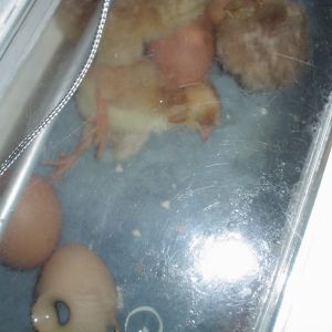 3 of 5 hatched today yipppy!!!!!!!!!!!