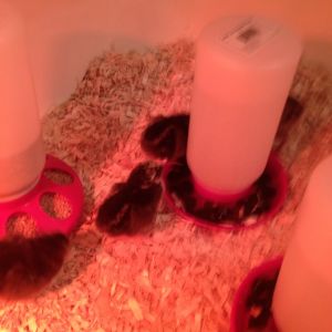 Baby's in tub brooder