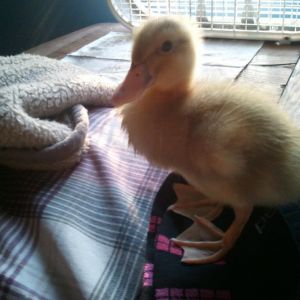 Picture of sunny the duck the first day I got them all...
