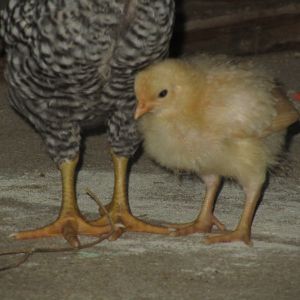 Mr. Oreo legs, Lemon Buff Orphington chick 2 weeks old