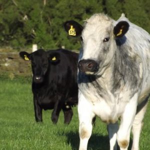 *
Button my belgium blue (my favourite cow :) named after jenson button :p)