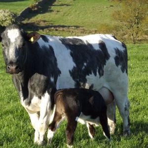 *
Blue heifer and her first calf (excellent calf)