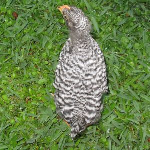 Katie back. Hoping this one ia a pullet. 6-7 week old Barred Rock.