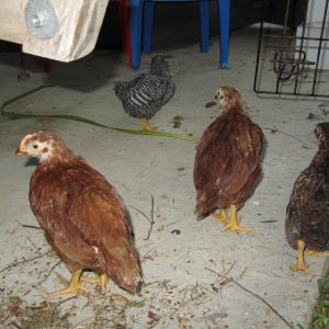RooRoo RIR on the left, other RIR in middle, Partridge Wyandotte Bantam on the right.(all7 weeks "ish"). Baby barred rock, 2 weeks, bought as pullet.