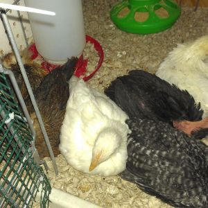 My chicks sleeping in the brooder, first night with the light off.