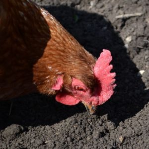 Sora the red sexlink, checking out the tilled ground for the garden