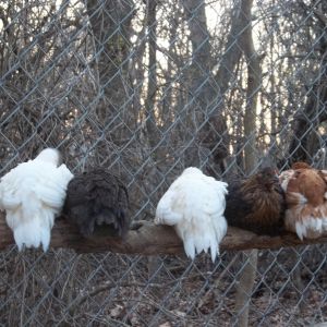 They like the outside roost in the early evening.