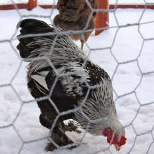 for sale,dark brahma rooster born 12/2012