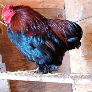 For sale just about 1 yr old partridge cochin bantam rooster that comes with his partridge cochin female that is a round ball of feathers also.