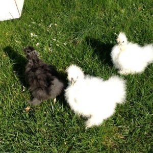 My Three Silkies 6 Weeks Old. Large White one is JR Ewing, Small White one is Baby, Black one is Jack Sparrow. They are so friendly and they love to be on my lap and petted to sleep. The large white one likes its beak rubbed.