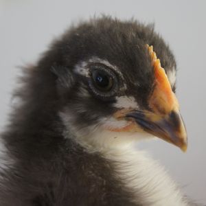 French Black Copper Marans 4 weeks old 05-03-13