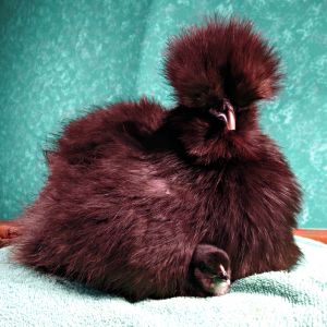 Winter the blue silkie and her silkie cross baby.