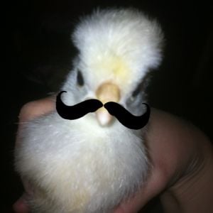 Chickawaw with a moustache