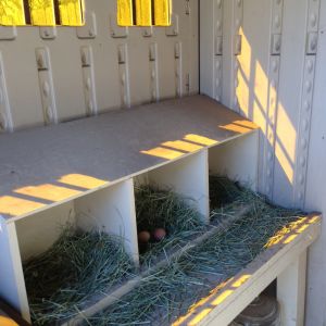 Here is the stand alone nesting box that dear husband built.  Lesson learned: We do not use straw. We have found that Timothy (or orchard) grass works better and we can throw it right in the compost when the time comes to change it. It makes the inside of the coop smell wonderful and the girls love it--maybe it's a little softer on their hard working behinds! :)  I was afraid the "shelf" in the front of the boxes might have been too wide and the girls would use it to roost, but it hasn't been a problem.  Underneath you can see the glass canister with the girls "treats" in it. Our feed guru, Rich, mixed it up for me with sea kelp, meal-worms, organic oats and grains, and other great stuff (not entirely sure what else but I don't ask cuz Rich is a Godsend and to me he is the "chicken whisperer!")
