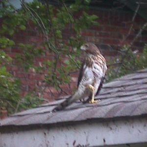 Red Tail Hawk