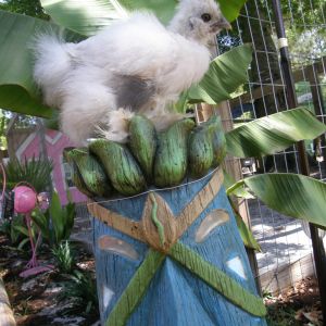 Paint silkie chick