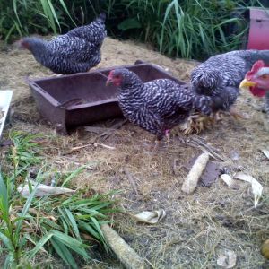 The small one with her tail cocked sideways is Piddowstix as a youngster. We nearly lost her as a baby, so she's that much more precious because we worked so hard to save her. The intense little rooster is Carl, who watches over the rest of the flock now at a farm down the road.