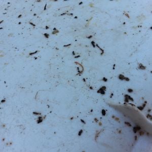A plastic lid that is moist with condensation. It has baby worms and the black stuff is castings. It also has some kind of white stuff: mold or yeast or fungus? That is new. Never had it before.

Edit: just remembered I dusted with some DE...must be what that is...