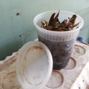 Chinese soup takeout cup: finding it is really good to increase breeding rate. Had to make vent holes and drain holes larger, though.