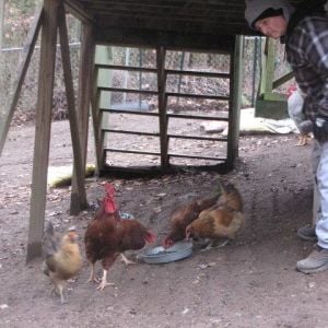 My dad giving the chickens sun flower seeds