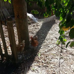 I set up a second enclosed area for the chickens with portable fence. They were doing so much damage around the yard they have to be contained.