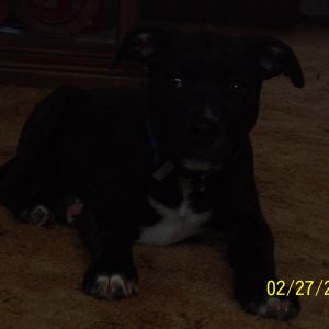 Gunner, my pitbull