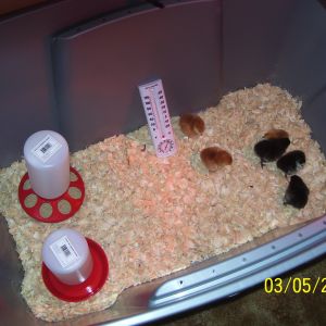 Day old chicks