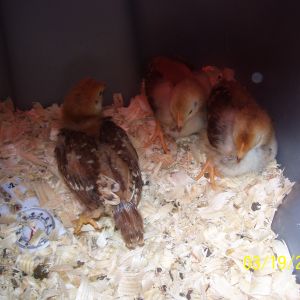 RIR hens