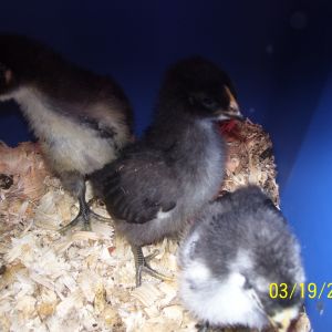 Black Giant chicks