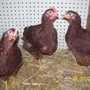 Reds (1.5 months old)