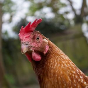 Spike-our top chook, and a bit of a star!