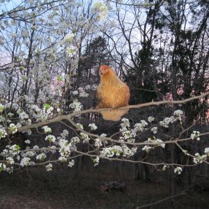 Easter egger, Chicken Nugget, in her tree
