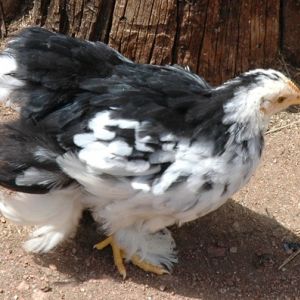 Cochin Bantam
