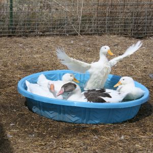 WEEEEEEE.. Ducks and Geese in their pool