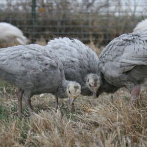 3 weeks old.. Blue Slate Turkeys