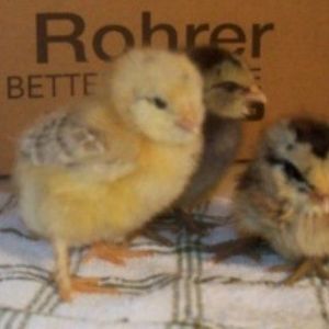Same Amerecaunas & an Americauna/standard buff Cochin mix.