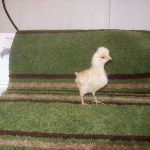 Gold laced Polish, 2 wks old.