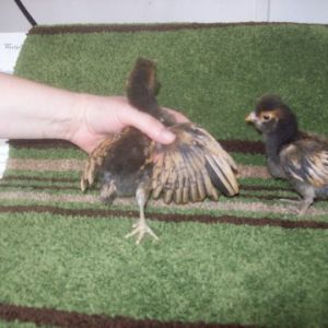 Gold laced Polish, 2 wks old.