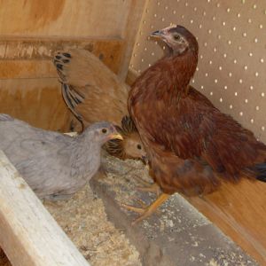 3 teenage pullets chillin in their grow-out coop. Gray - "jackie" a bantam cochin, buff - "goldie" a bantam brahma, and "spaz" a mystery girl. Added to our flock on March 30th, 2013