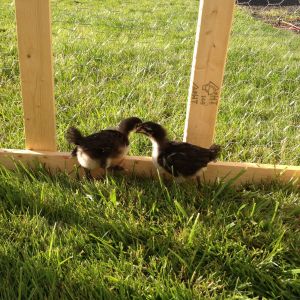 French black copper marans