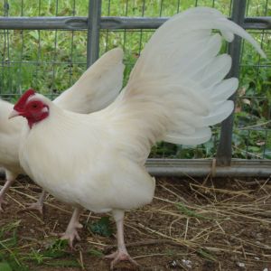 White Cockerel