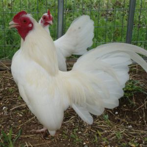 White Cock